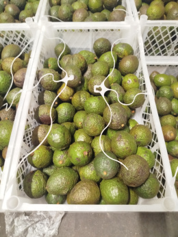 Awokado Hass świeże II klasa skrzynka 9,5 kg