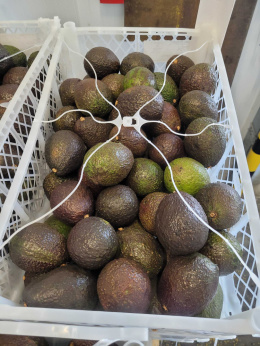 Awokado Hass II klasa skrzynka 9,5 kg
