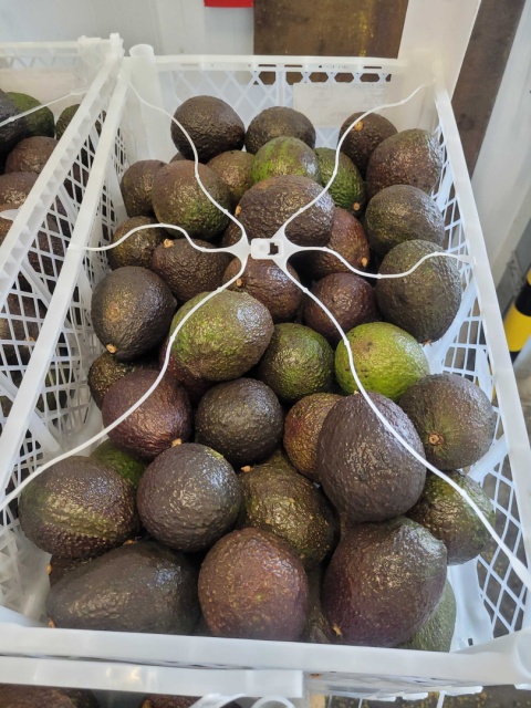 Awokado Hass II klasa skrzynka 9,5 kg