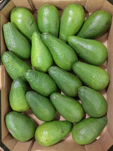 Awokado zielone świeże skrzynka 4 kg
