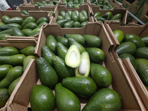 Awokado zielone świeże skrzynka 4 kg