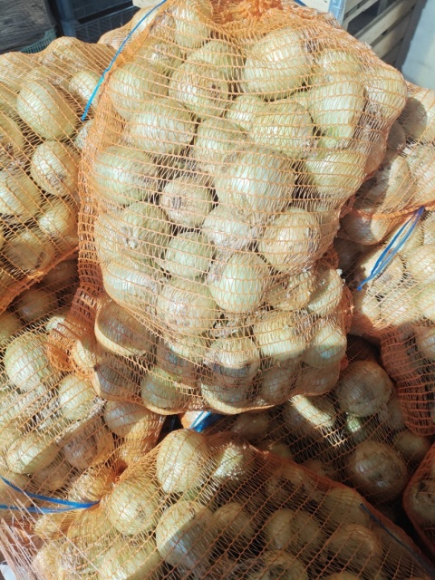 Cebula młoda zwykła z gospodarstwa pod Warszawą worek 5kg (kraj poch. Polska)