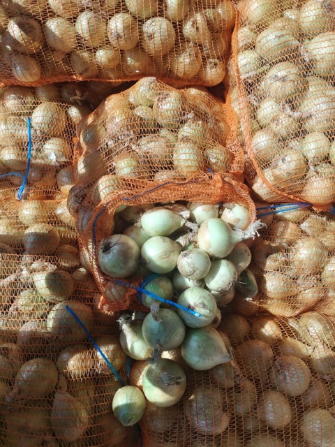 Cebula młoda zwykła z gospodarstwa pod Warszawą worek 5kg (kraj poch. Polska)