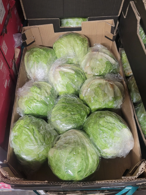 Sałata lodowa 10szt