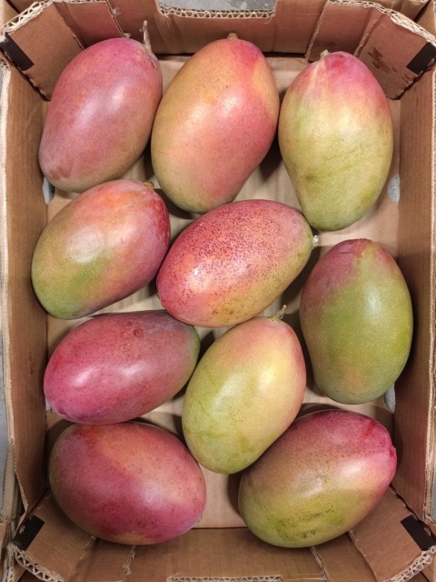 Mango II kl. karton 4 kg
