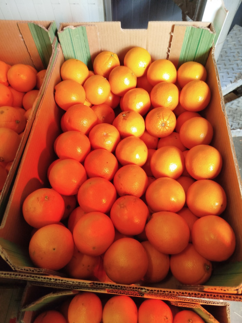 Pomarańcze na sok 15 kg Pomarańcze na sok 15 kg