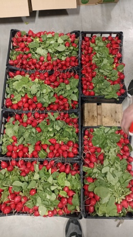 Rzodkiewka 20 pęczków (kraj poch. Włochy)