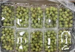 Winogrono jasne bezpestkowe w punetkach 4,5 kg